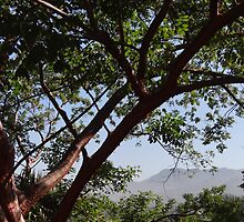 Sierra Madre by Bernhard Matejka