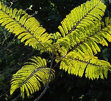 Filigree Leaves - Hojas Filigranas by Bernhard Matejka