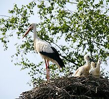 Stork family on the nest by torishaa