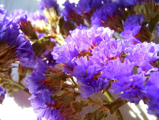 dried purple flowers