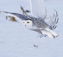 Fixated by Heather King