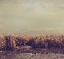 It Lives, It Grows, It Comes, It Goes by Laurie Search