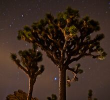 Midnight in the Mojave by Troy Dalmasso
