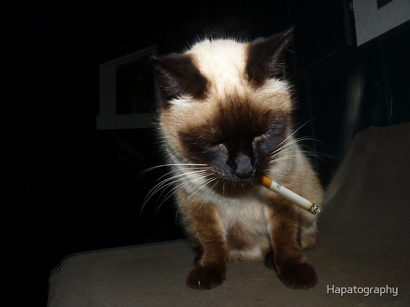 "Smoking Cat" by Hapatography | Redbubble