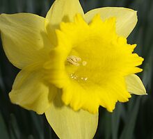 Daffodil by redown
