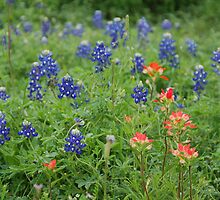 Bluebonnets and Indian Paintbrushes by KRees