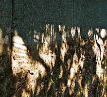 7/4 the roots of civilisation by Evelyn Bach
