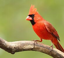 My favorite Cardinal by Gregg Williams