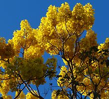 Yellow Blossoms In The Blue Sky - Flores Amarillas En El Cielo Azul by Bernhard Matejka