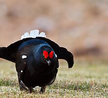 The Black Grouse Lek by sarniebill1