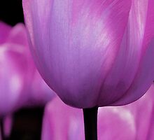 Change by DavidROMAN