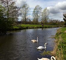 Swans On The Stour by Darren Burroughs