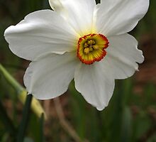 Daffodil (2) by redown