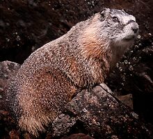 I’m The Nate Silver of Groundhogs by Alex Preiss