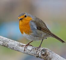 I'm watching you.... by Sally Allerton