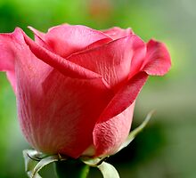 a pink promise by lensbaby