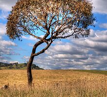 Character #2 - Somewhere Near Oberon, NSW - THe HDR Experience by Philip Johnson