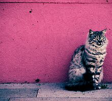 Stray by Georgia Kelleher