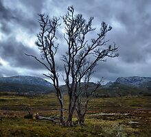 After a light dusting by Jocelyn Parry-Jones