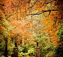 Autumn awaits, come home... by Nayomi Wijeratne