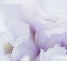 Spring Unfolding Gently by Laurie Minor