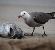 Mmh - My Favorite Dish: Smelling Fishhead - Mmh - Me Plato Favorito: Cabeza De Pescado Apestosa by Bernhard Matejka