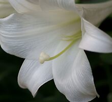 *** PURITY OF HEART ~ EASTER LILY *** by JETAdamson