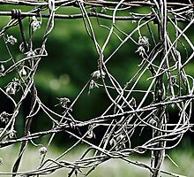 Tangled Up by Scott Mitchell