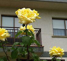 Yellow Roses and House by photoshot44