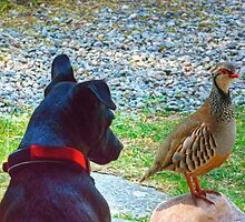 The Dog And Partridge by Jamie Green