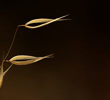 Gone to the Four Winds by Corri Gryting Gutzman