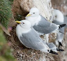 Accept this little token of my affection ..... by Andrew Jones