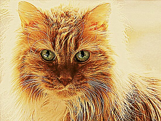 "Marmalade Cat With Curvy Whiskers" By Jean Gregory Evans | Redbubble