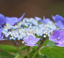 Hydrangea by Ginger Barritt