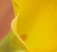 “There is a garden in every childhood, an enchanted place where colors are brighter, the air softer, and the morning more fragrant than ever again.” by Sarah Vilar