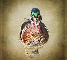 Not Bashful by KBritt