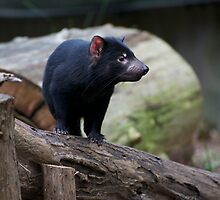 Tasmanian Devil by GP1746
