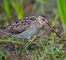 Successful Snipe Hunt by Daniel Parent