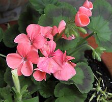 " We live in a pot, happy with our lot. If those slugs and snails stay away, we'll live to see another day" by Poverty