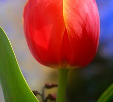 Tulip by taztravels