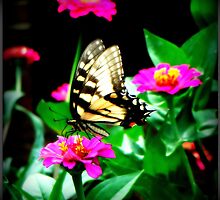 beauty defined by Rachel Williams
