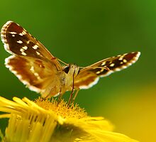 skipper with daisy by davvi