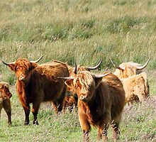 Highland Cow (Heeland Coo), Scotland by MelissaSue