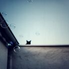 Bubble cat... by Louise LeGresley