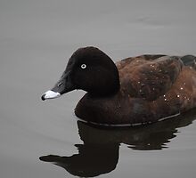Reflection of Hardhead Duck (Aythya australis) #2 - Mill Park, Victoria by Heather Samsa