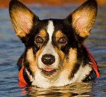 Cooling Off by William C. Gladish