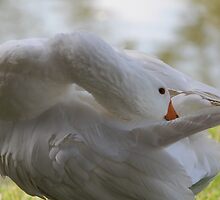 Cleansing Time by karina5