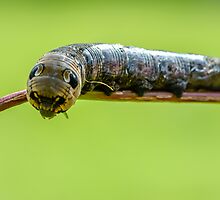 Defence strategy of the the elephant hawk moth caterpillar by Andrew Jones