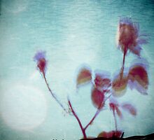 Scent of Roses by Sybille Sterk