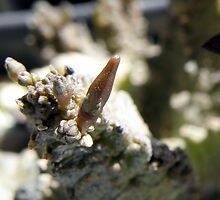 Anomalluma mccoyi Developing Seed Horn by Linda Gleisser
